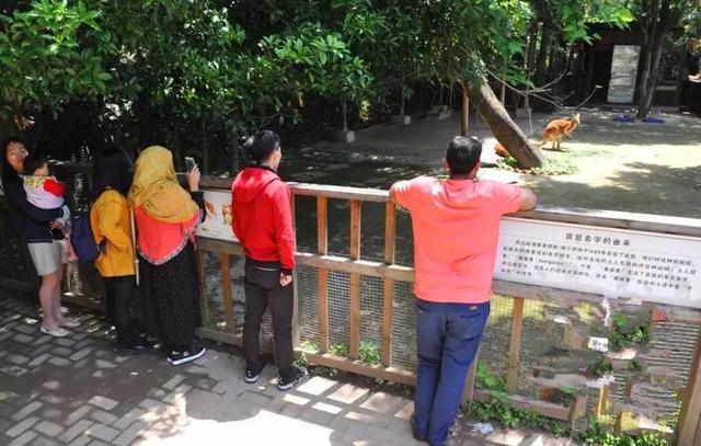 游客朝动物园中抛物,只为辨认鳄鱼真假,已有多种珍稀动物被砸伤