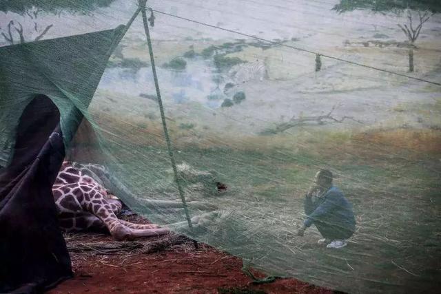 游客朝动物园中抛物,只为辨认鳄鱼真假,已有多种珍稀动物被砸伤