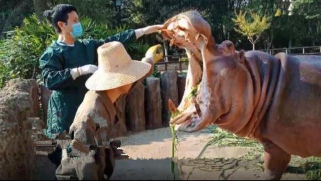 游客朝动物园中抛物,只为辨认鳄鱼真假,已有多种珍稀动物被砸伤