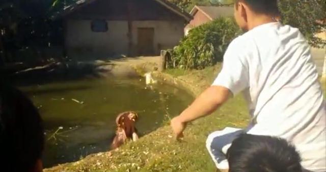 游客朝动物园中抛物,只为辨认鳄鱼真假,已有多种珍稀动物被砸伤