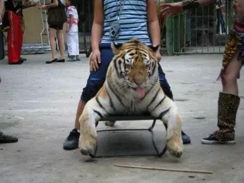游客朝动物园中抛物,只为辨认鳄鱼真假,已有多种珍稀动物被砸伤