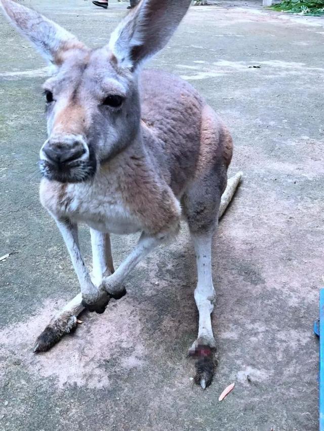 游客朝动物园中抛物,只为辨认鳄鱼真假,已有多种珍稀动物被砸伤