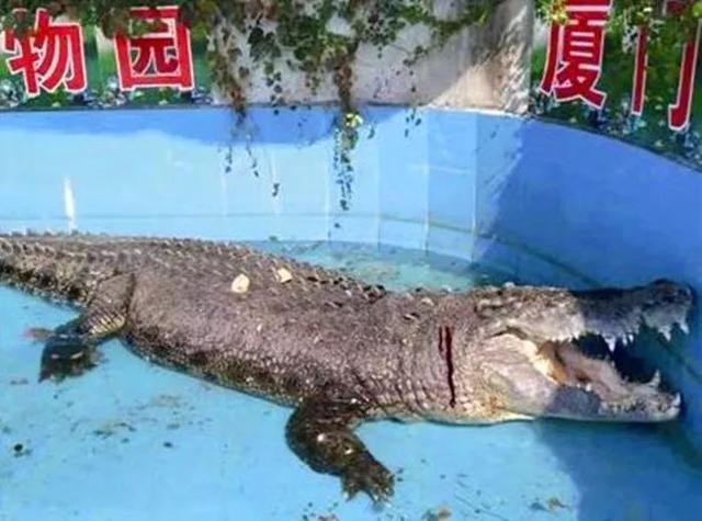 游客朝动物园中抛物,只为辨认鳄鱼真假,已有多种珍稀动物被砸伤