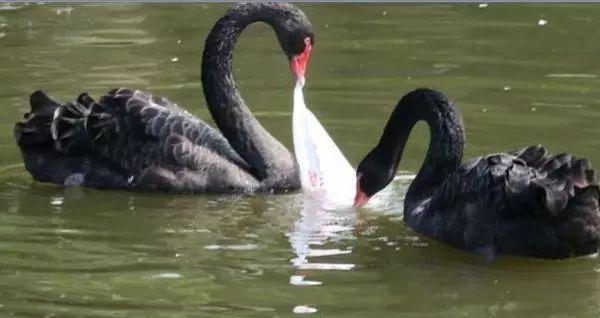 游客朝动物园中抛物,只为辨认鳄鱼真假,已有多种珍稀动物被砸伤
