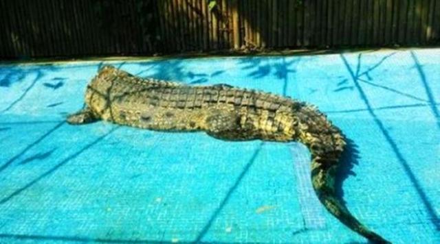 游客朝动物园中抛物,只为辨认鳄鱼真假,已有多种珍稀动物被砸伤