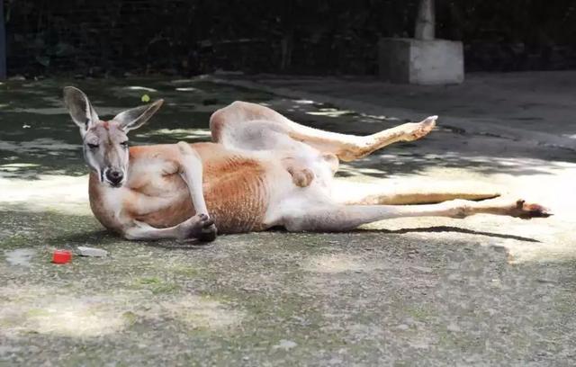 游客朝动物园中抛物,只为辨认鳄鱼真假,已有多种珍稀动物被砸伤