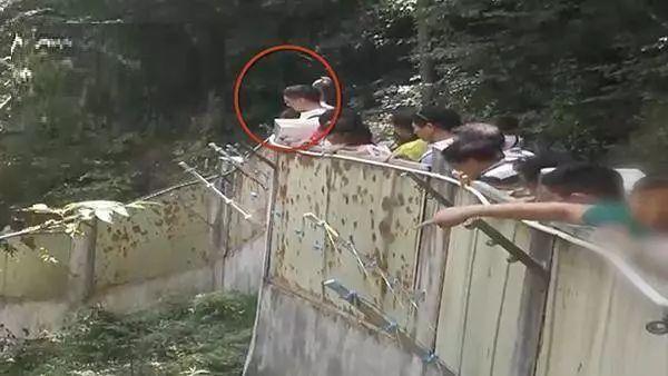 游客朝动物园中抛物,只为辨认鳄鱼真假,已有多种珍稀动物被砸伤