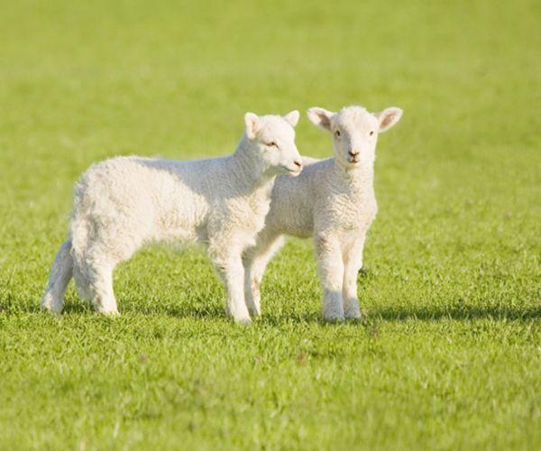 这5大生肖能够白手起家，天生老板命，尤其最后一个！