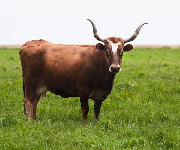 这5大生肖能够白手起家，天生老板命，尤其最后一个！