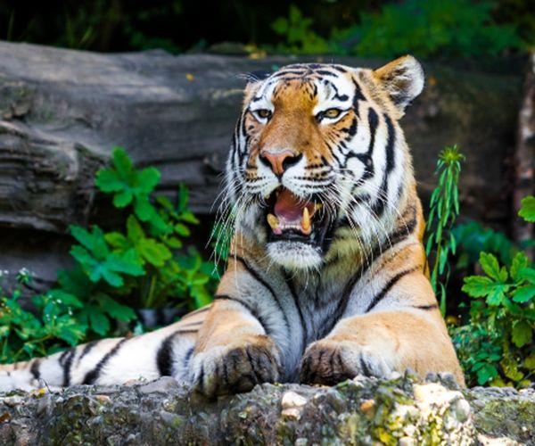 这5大生肖能够白手起家，天生老板命，尤其最后一个！