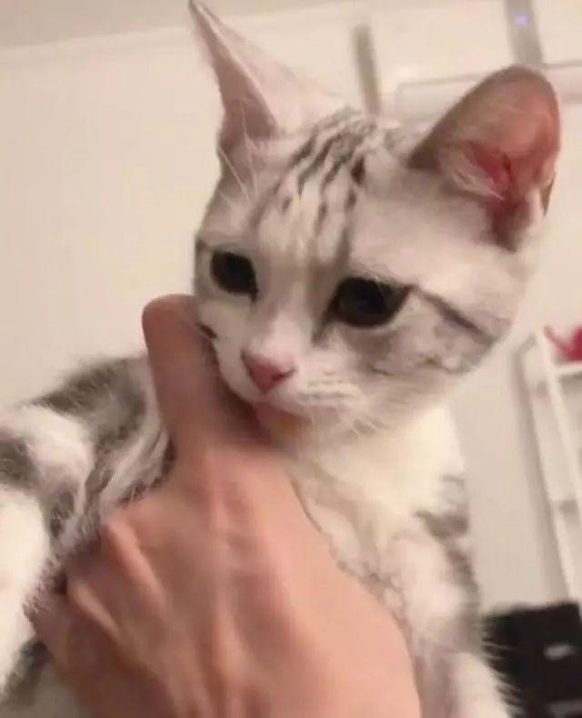 易烊千玺社交账号小号曝光，私下是一个爱自拍爱撸猫的普通少年