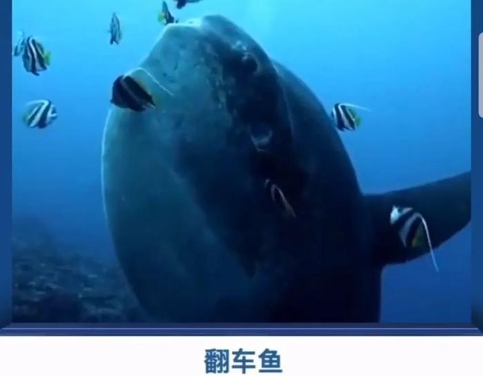 第一次见到「天使」,居然不在天上而是在海里 ......