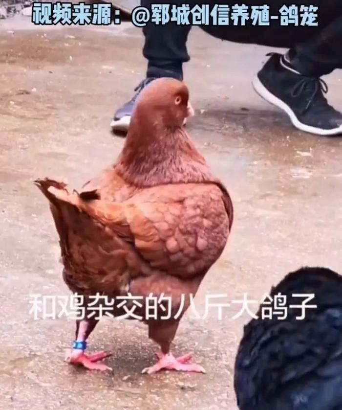 第一次见到「天使」,居然不在天上而是在海里 ......