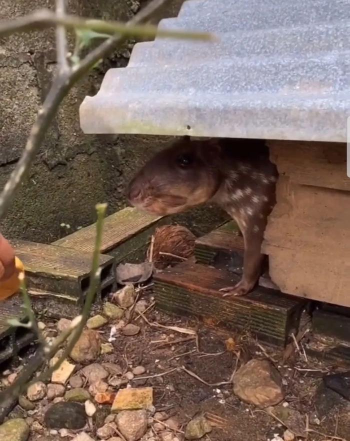 第一次见到「天使」,居然不在天上而是在海里 ......