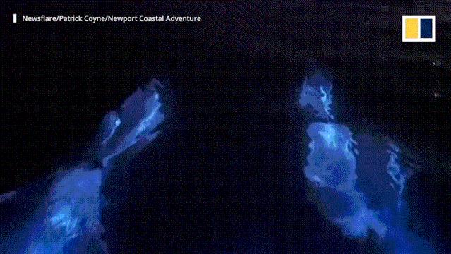 第一次见到「天使」,居然不在天上而是在海里 ......