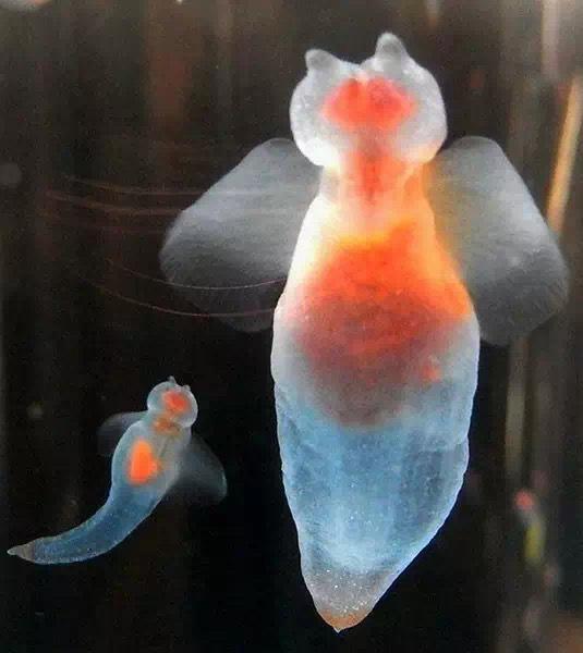 第一次见到「天使」,居然不在天上而是在海里 ......