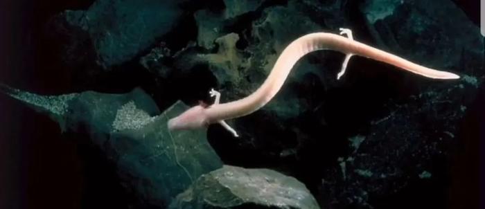 第一次见到「天使」,居然不在天上而是在海里 ......