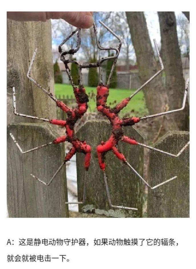 第一次见到「天使」,居然不在天上而是在海里 ......