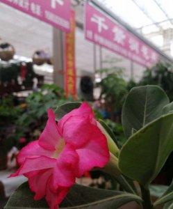 ​飘香藤怎样花多