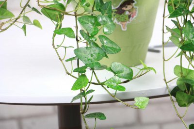 ​常春藤怎么养能爆盆