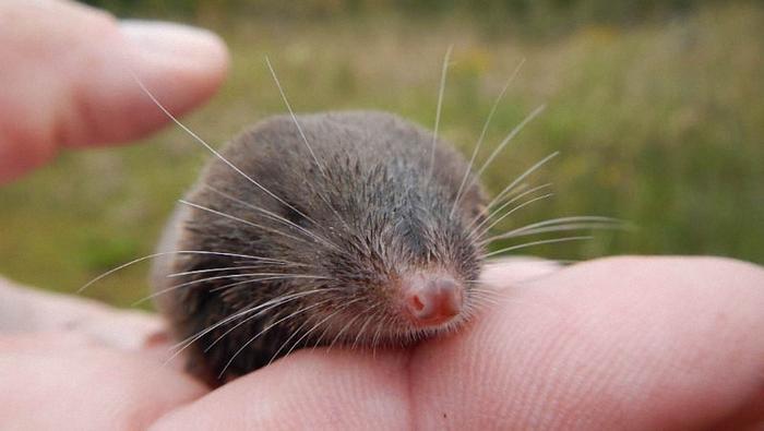 这种动物被称为“世界上最小的野兽”，真让人大开眼界