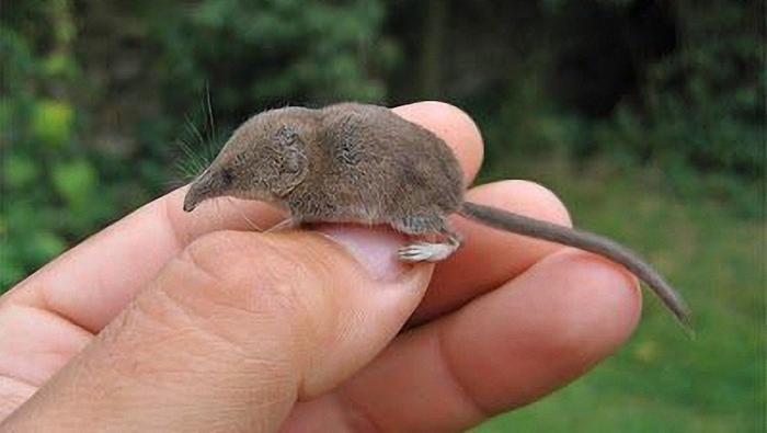 这种动物被称为“世界上最小的野兽”，真让人大开眼界