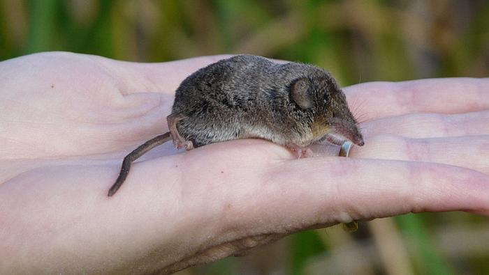 这种动物被称为“世界上最小的野兽”，真让人大开眼界