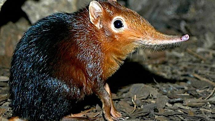 这种动物被称为“世界上最小的野兽”，真让人大开眼界
