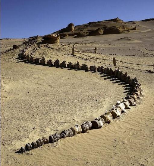 龙真的存在吗?这些证据值得推敲吗?