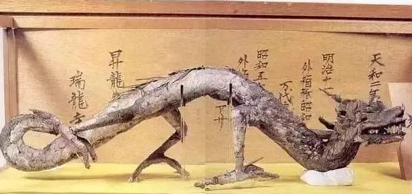 龙真的存在吗?这些证据值得推敲吗?