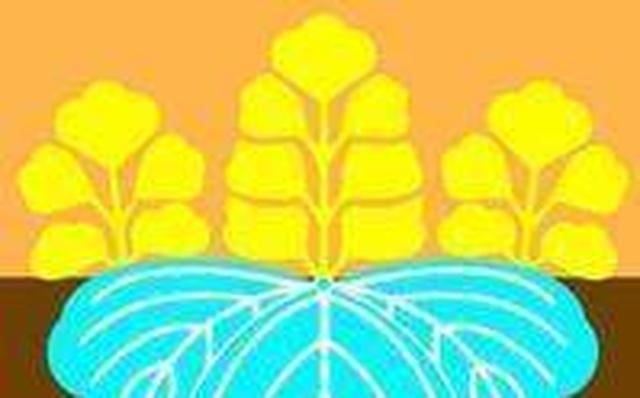 日本五大贵族姓氏,大都是天皇后代,最后一名两代被灭