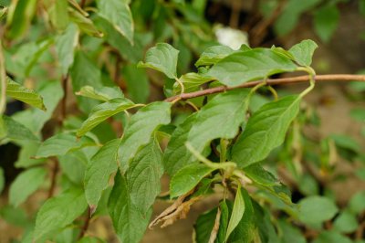 ​绣球花适合放在卧室吗