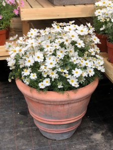 ​大波斯菊的养殖方法