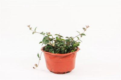 ​五彩络石开花吗