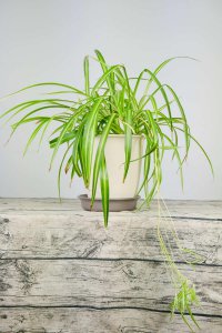 ​吊兰怎么养长得好