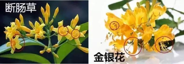 可怕！男子网购“金银花”治感冒险丧命！医生：常人难分辨！