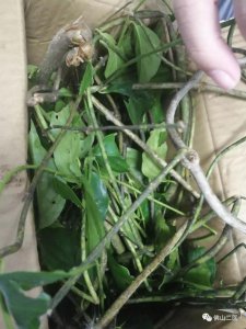 ​可怕！男子网购“金银花”治感冒险丧命！医生：常人难分辨！