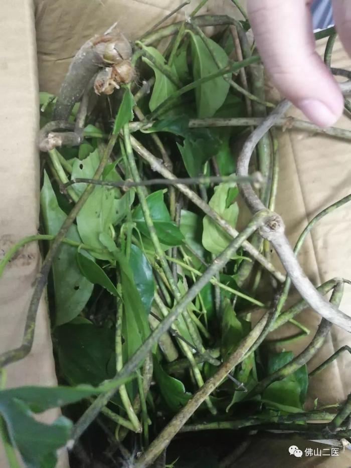 可怕！男子网购“金银花”治感冒险丧命！医生：常人难分辨！