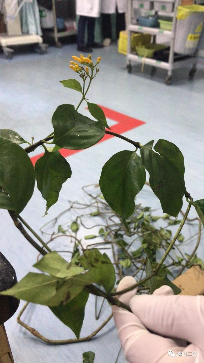 可怕！男子网购“金银花”治感冒险丧命！医生：常人难分辨！