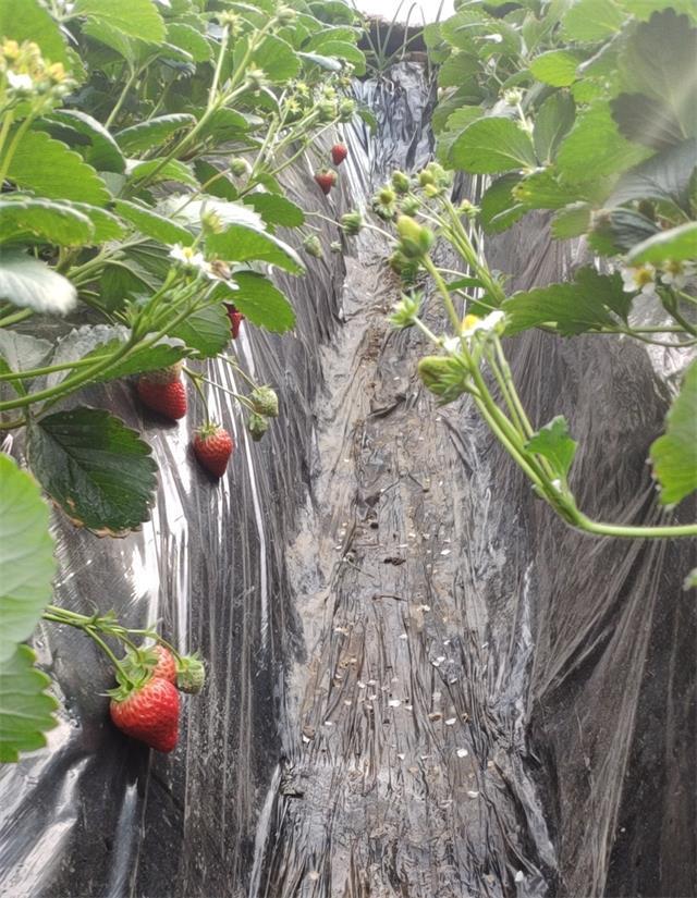 北京昌平芝华士草莓采摘园,草莓采摘冬天里的小幸运