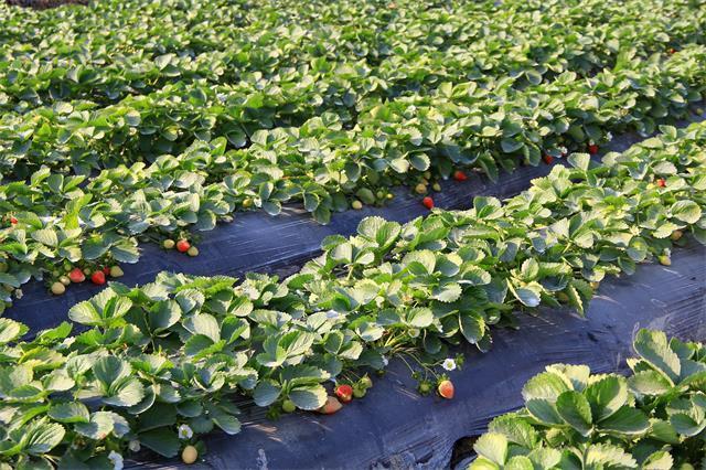 北京昌平芝华士草莓采摘园,草莓采摘冬天里的小幸运