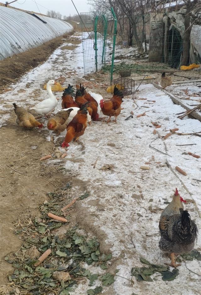 北京昌平芝华士草莓采摘园,草莓采摘冬天里的小幸运