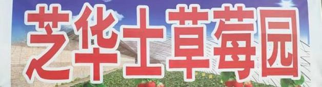 北京昌平芝华士草莓采摘园,草莓采摘冬天里的小幸运