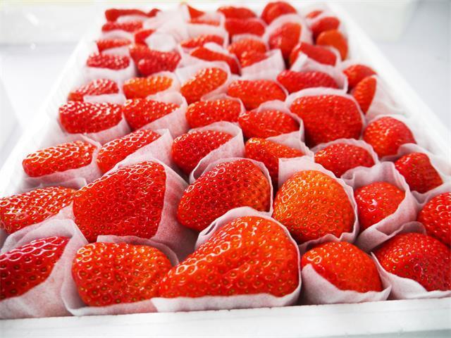 北京昌平芝华士草莓采摘园,草莓采摘冬天里的小幸运