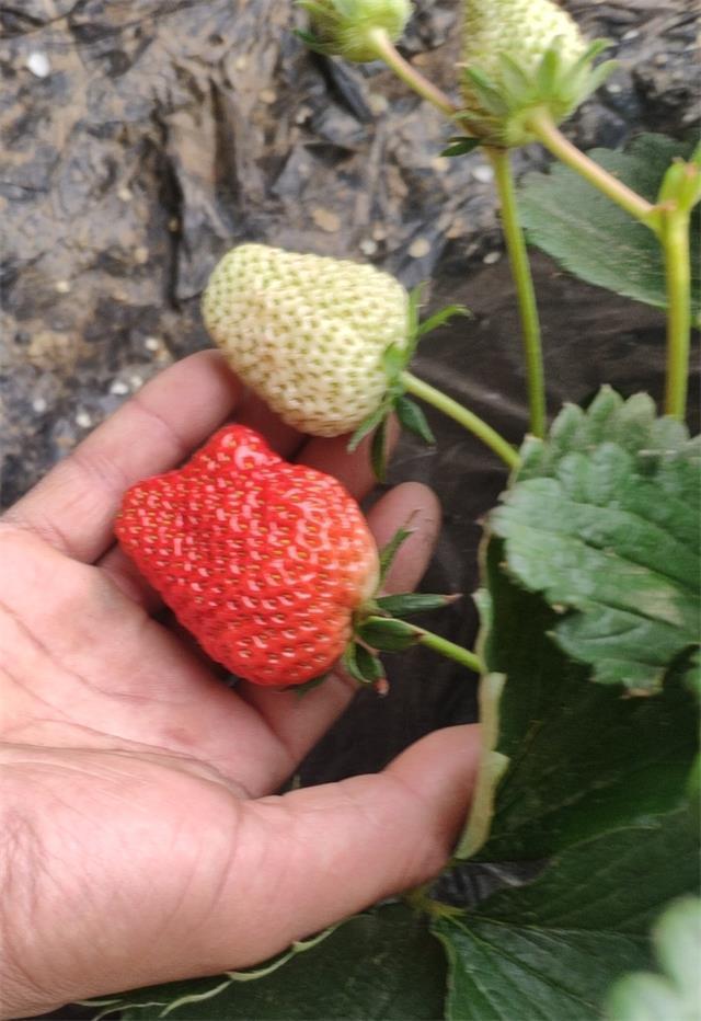 北京昌平芝华士草莓采摘园,草莓采摘冬天里的小幸运
