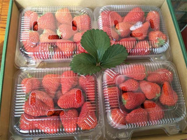 北京昌平芝华士草莓采摘园,草莓采摘冬天里的小幸运