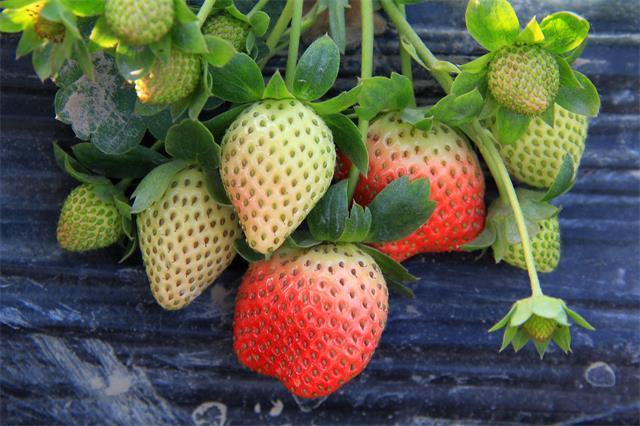 北京昌平芝华士草莓采摘园,草莓采摘冬天里的小幸运