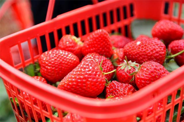 北京昌平芝华士草莓采摘园,草莓采摘冬天里的小幸运