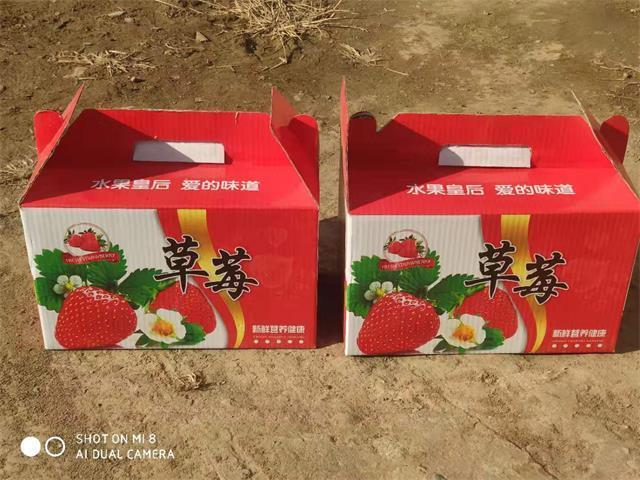 北京昌平芝华士草莓采摘园,草莓采摘冬天里的小幸运