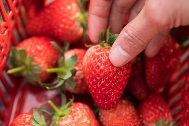 北京昌平芝华士草莓采摘园,草莓采摘冬天里的小幸运